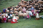 Nomads milking their goats in the mountains, north east Anatolia, Turkey